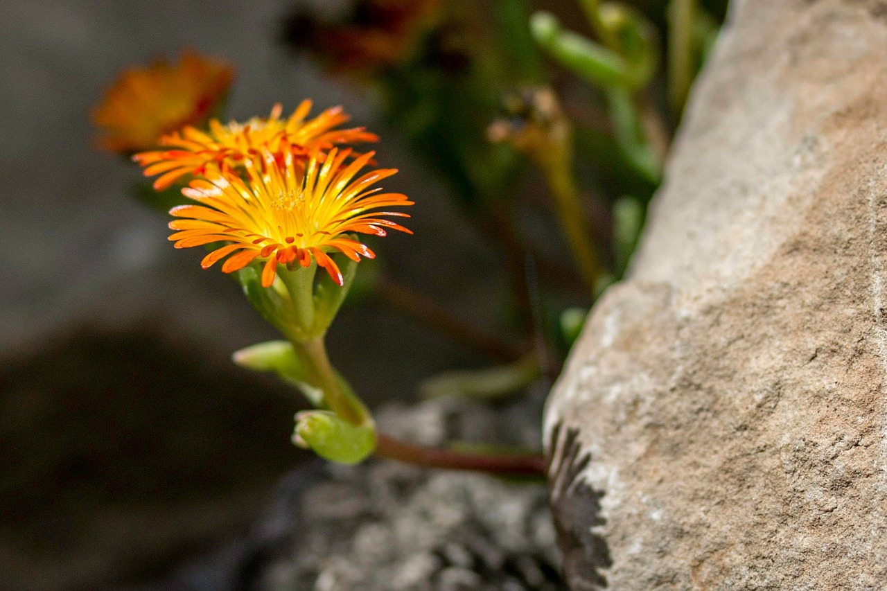 flowers rocks nature free photo