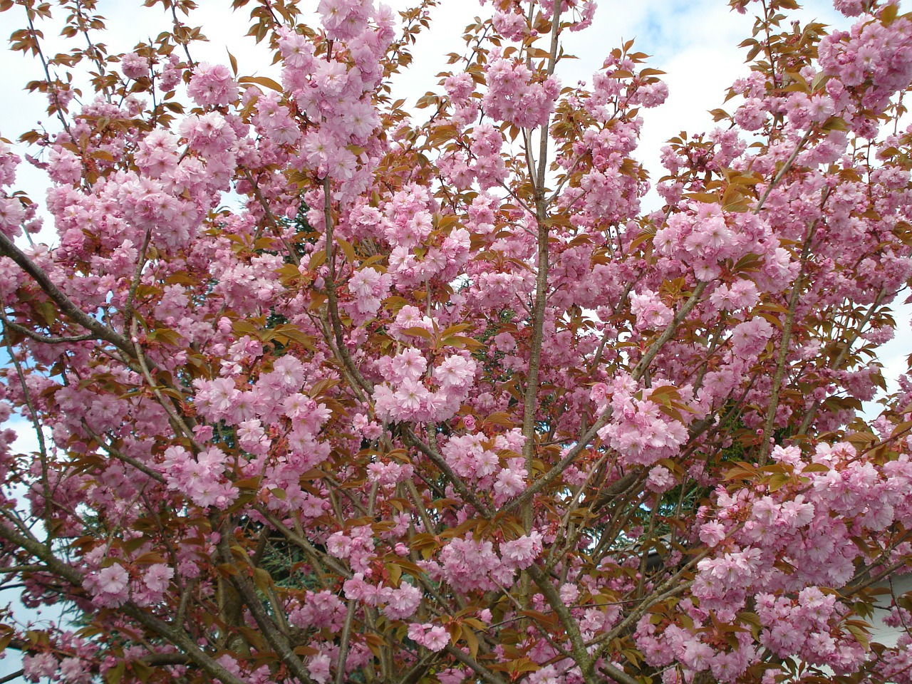 flowers blossom bloom free photo