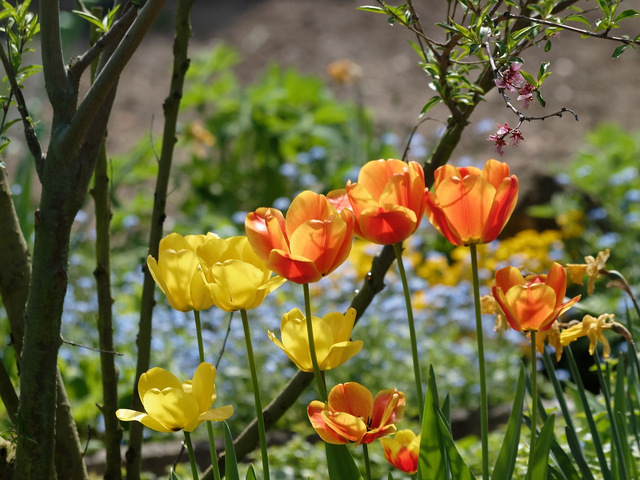 flowers tulips spring free photo