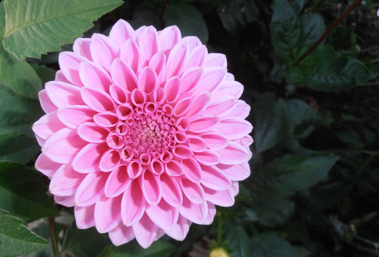 flowers raghavendra pink free photo