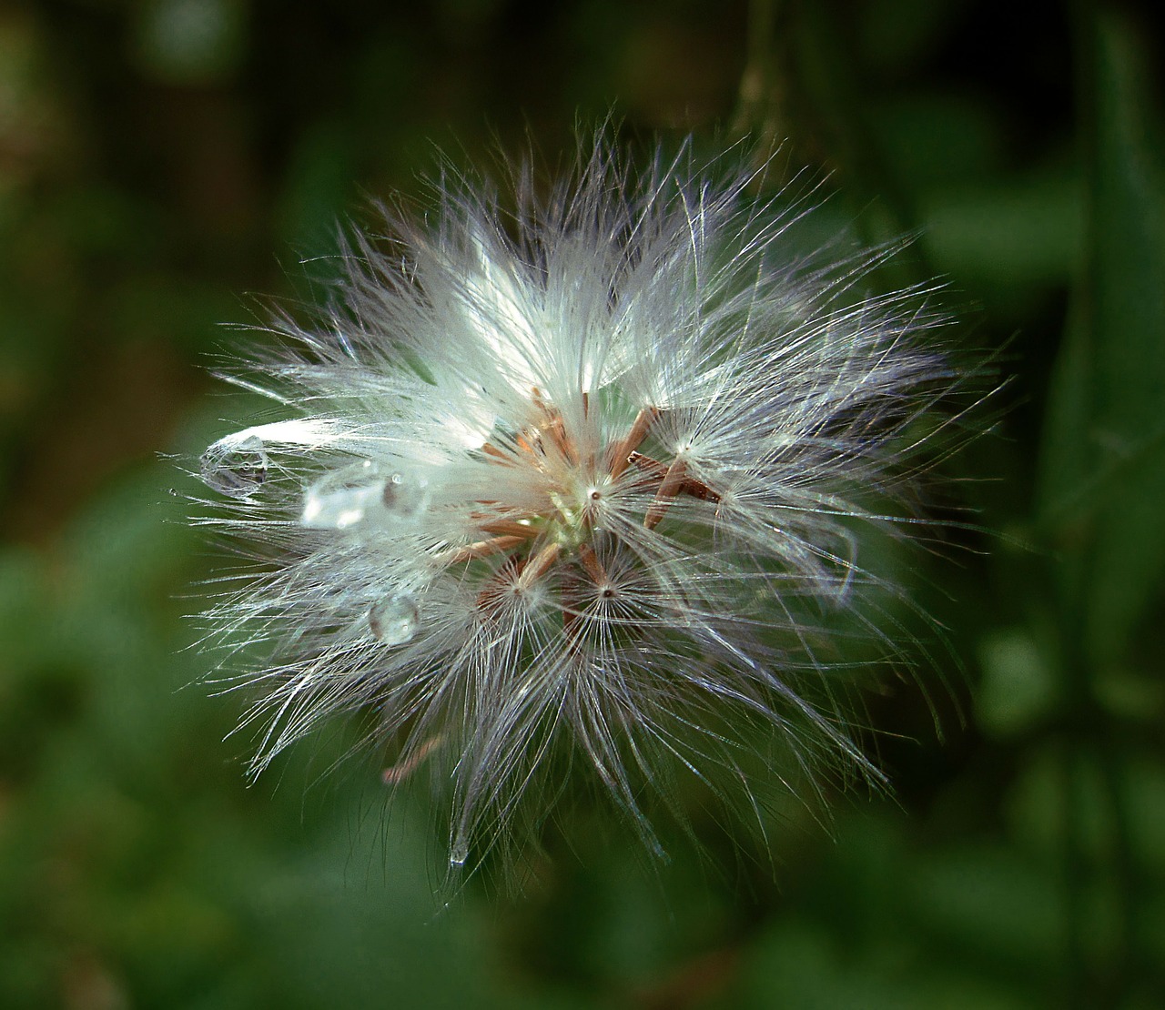 flowers flower grass free photo