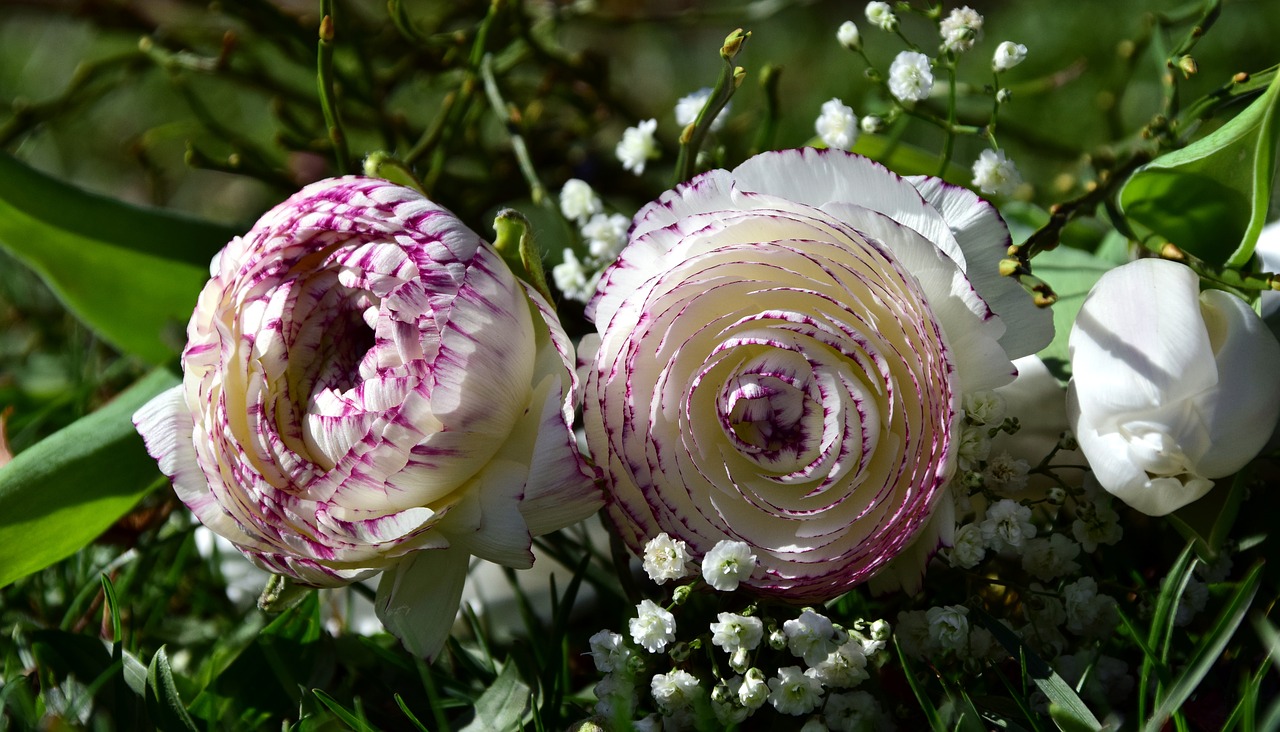 flowers bouquet ranunculus free photo