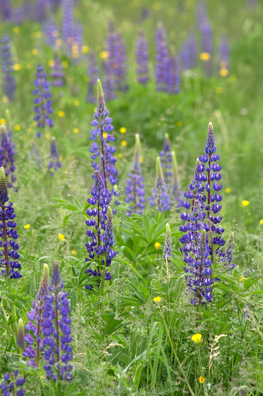 flowers grass lupine free photo