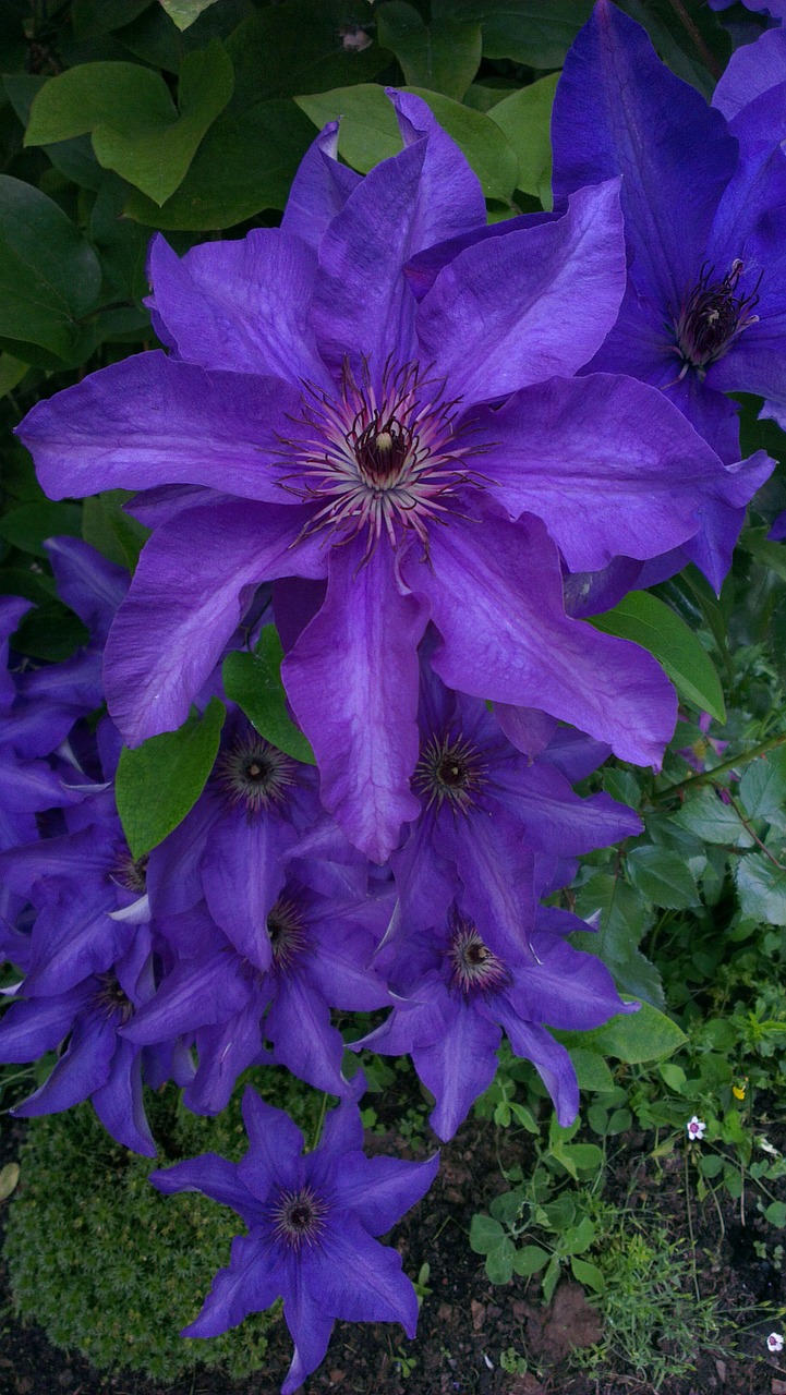 flowers blue flower garden free photo