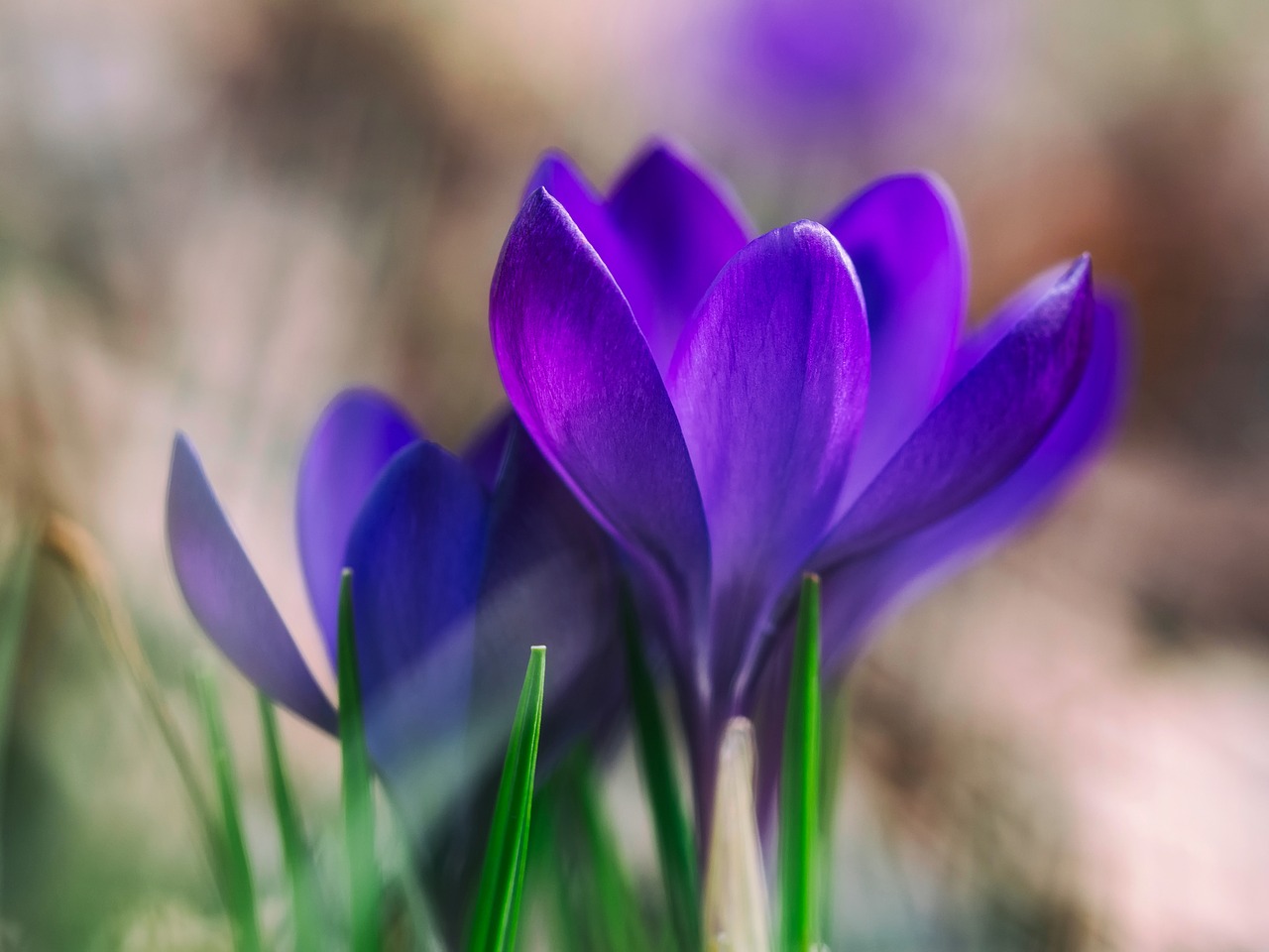 flowers plants macro free photo