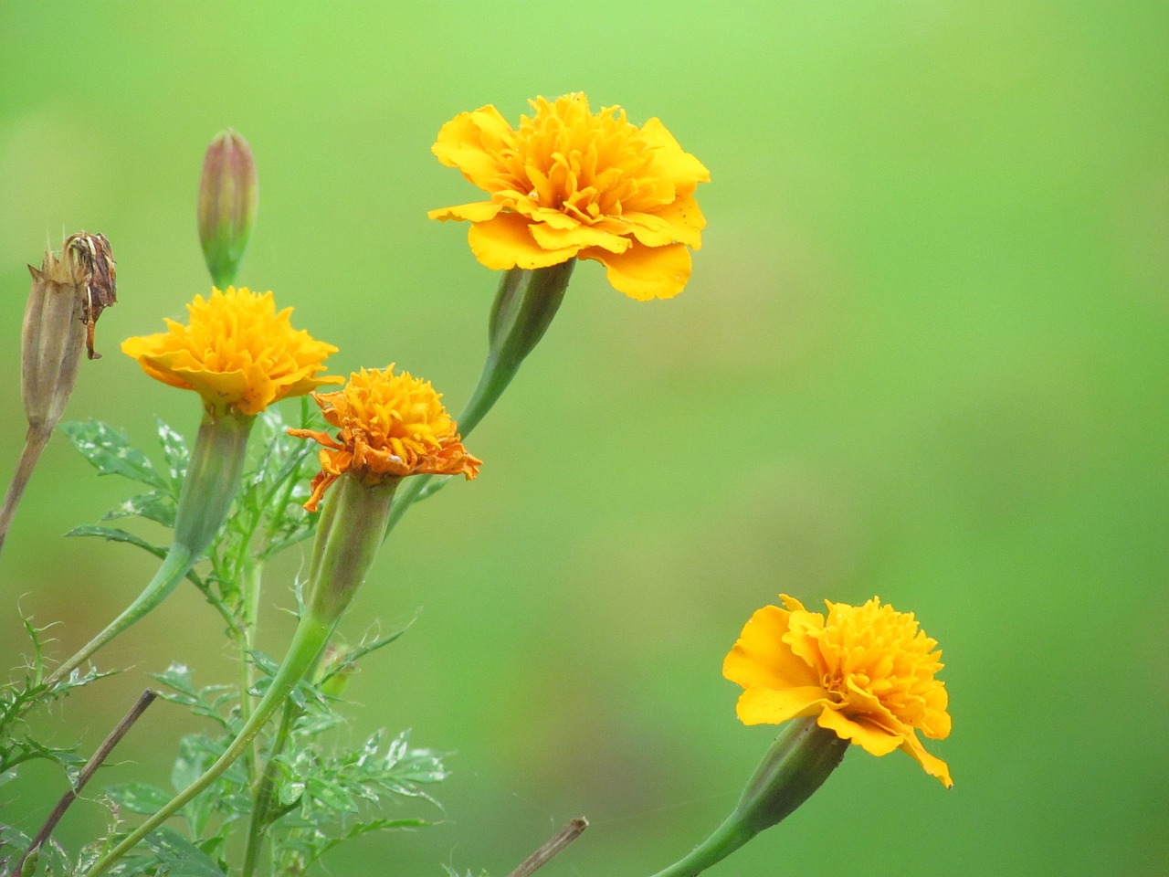 flowers yellow carnations free photo