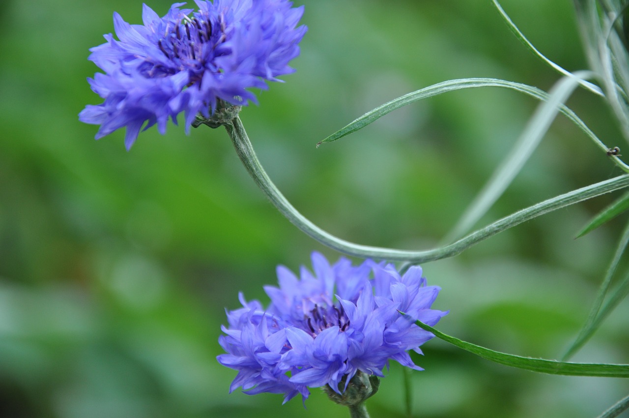 flowers garden flower summer free photo