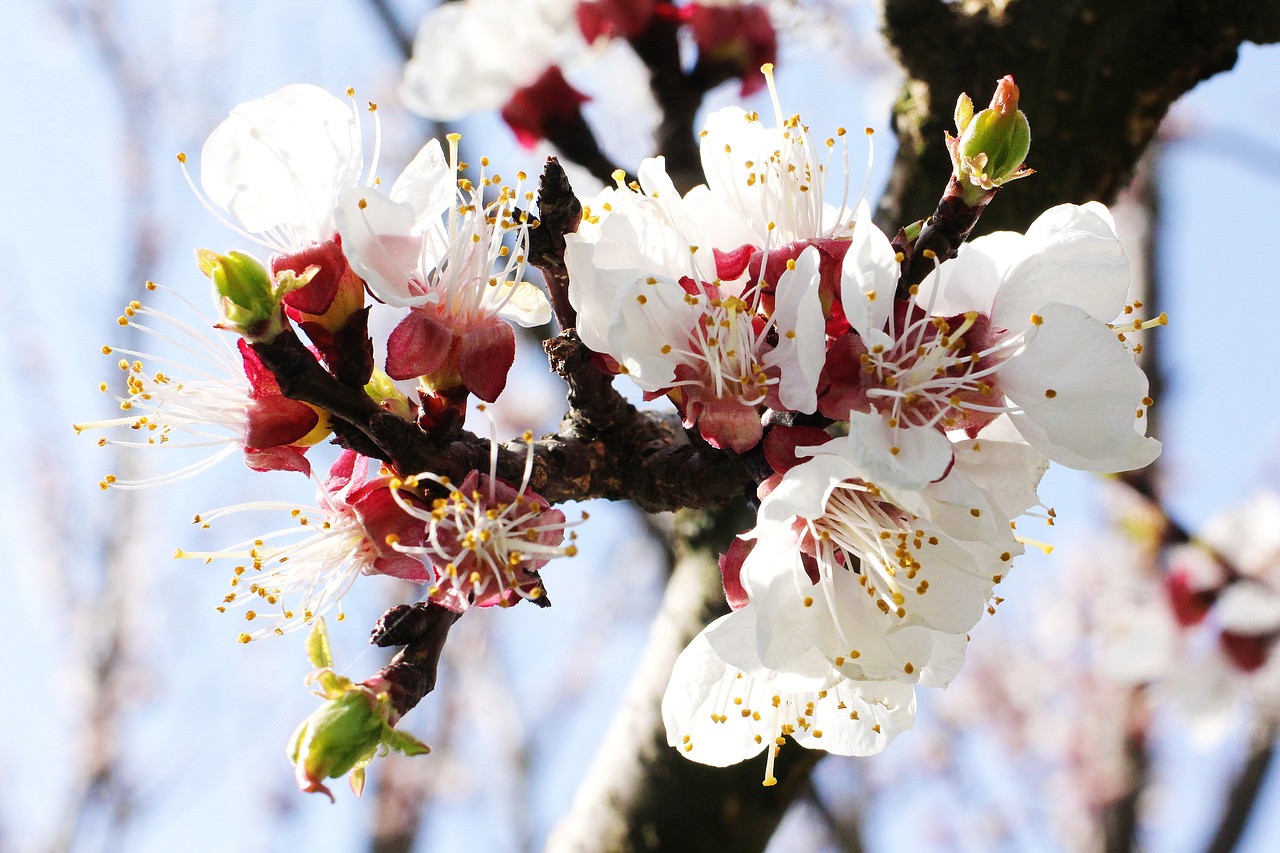 flowers spring colors free photo