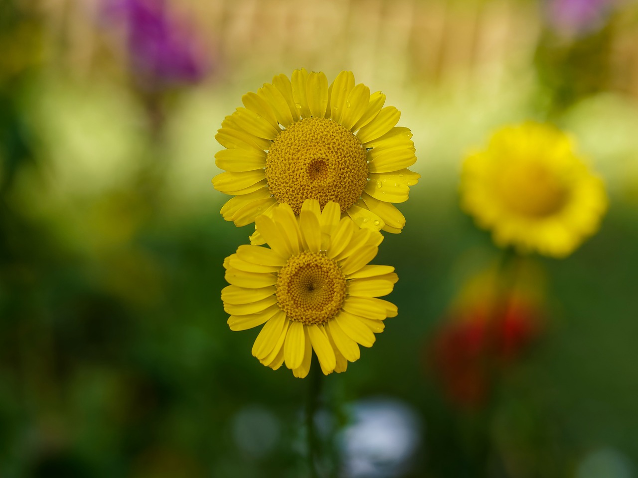 flowers yellow flowers anthemis free photo