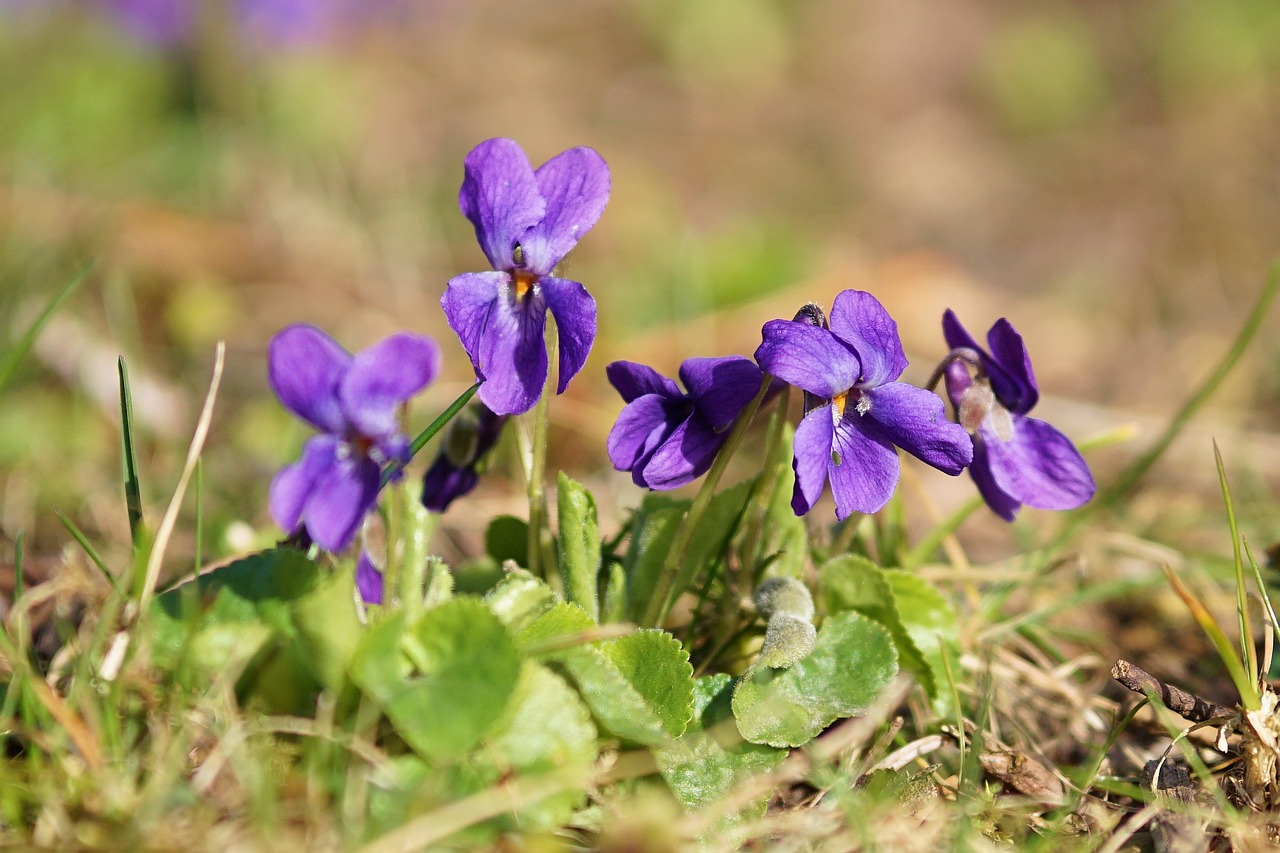 flowers plant spring free photo