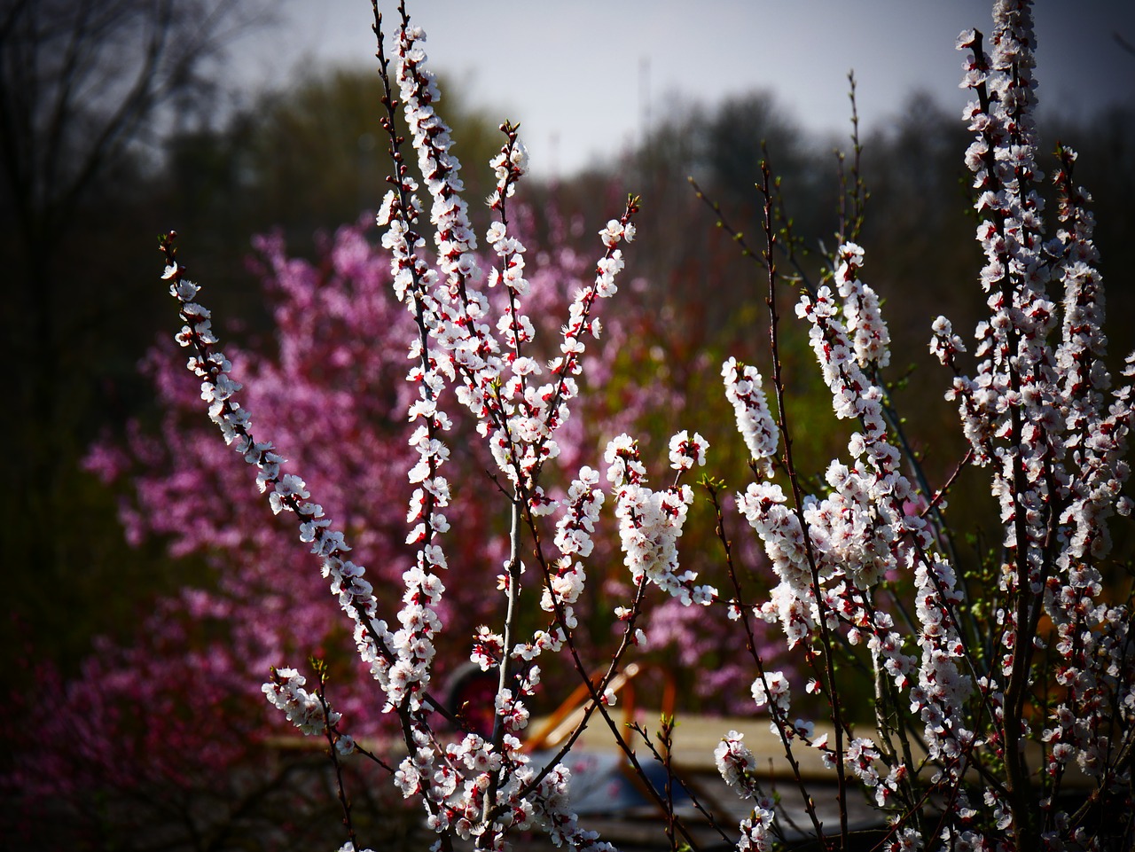 flowers plant purple free photo