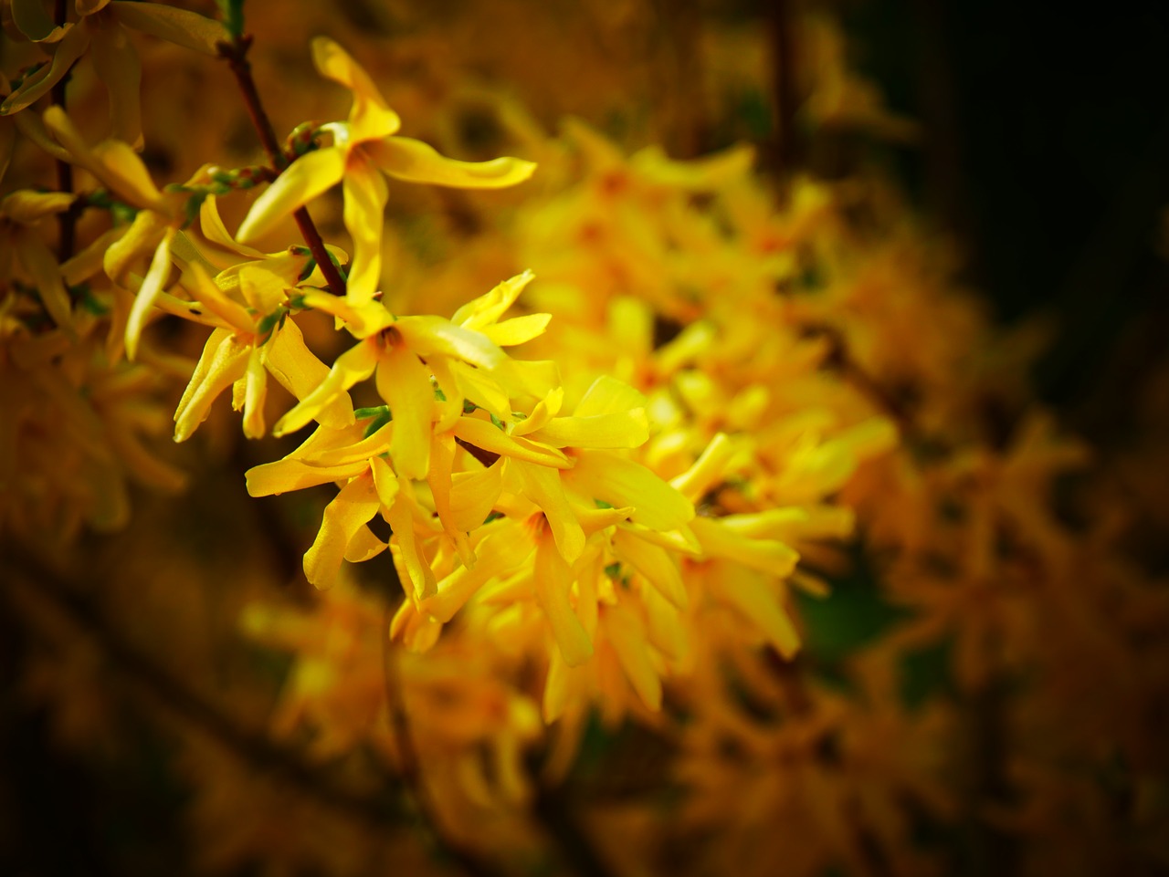 flowers yellow yellow flower free photo