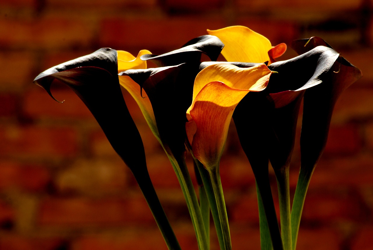 flowers sludges wall free photo