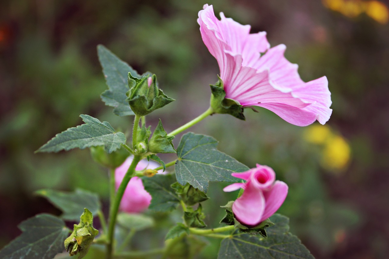 flowers pink mallow free photo