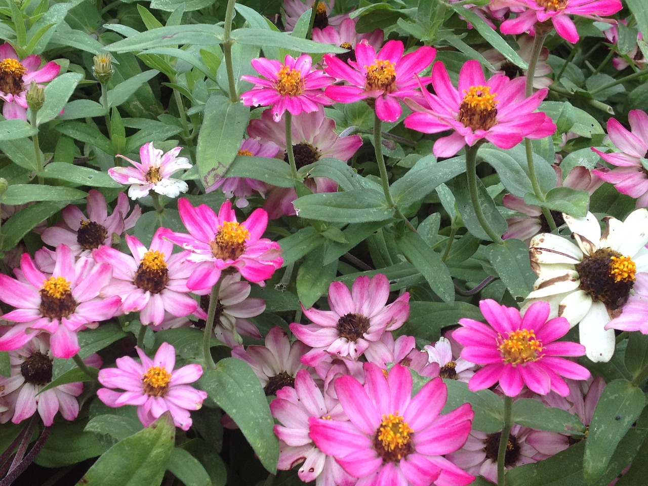 flowers pink white free photo