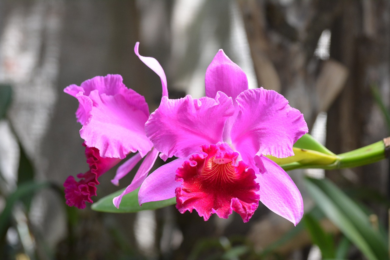 flowers orchid flower free photo