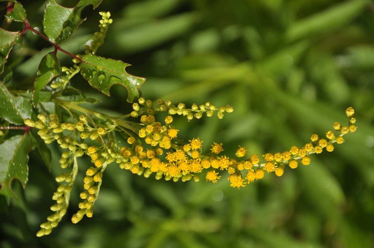 flowers yellow leaves free photo