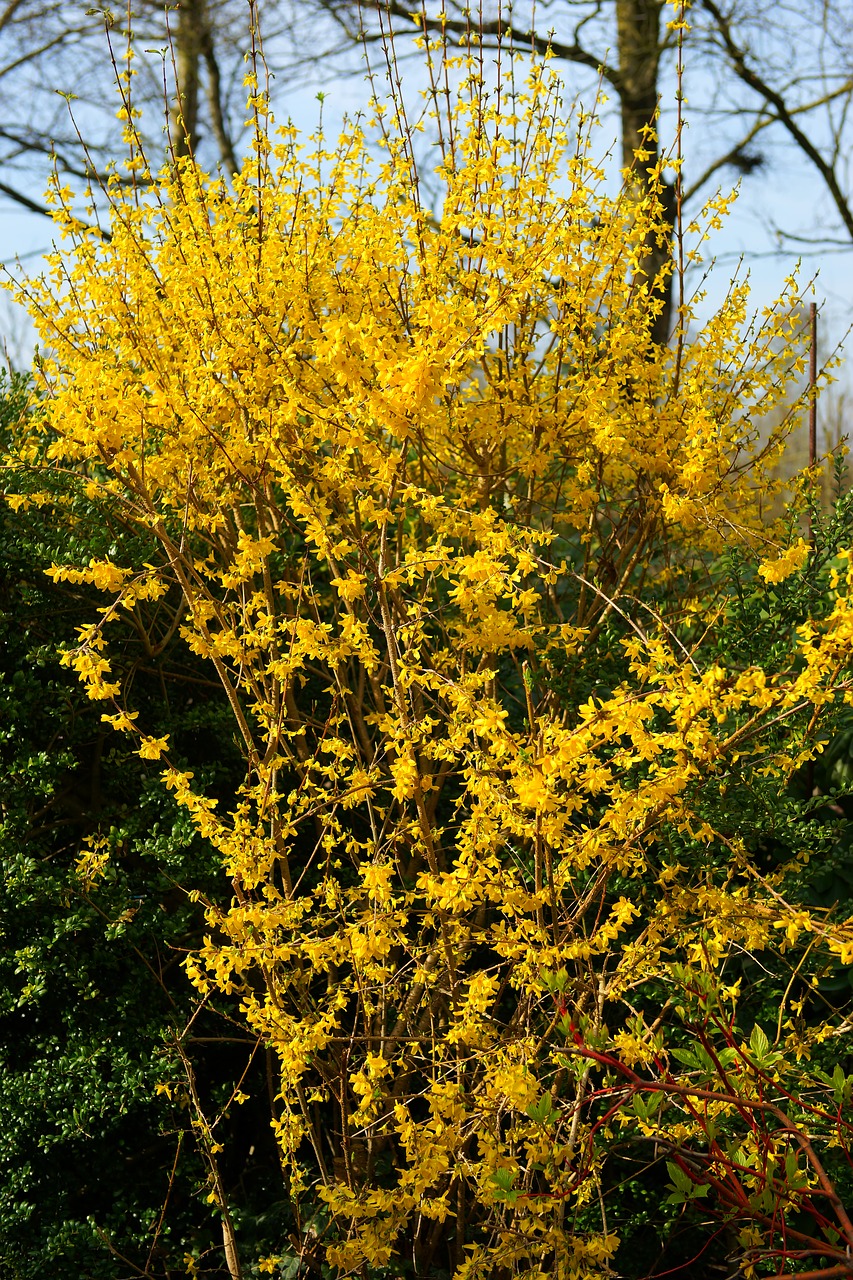 flowers yellow yellow flowers free photo