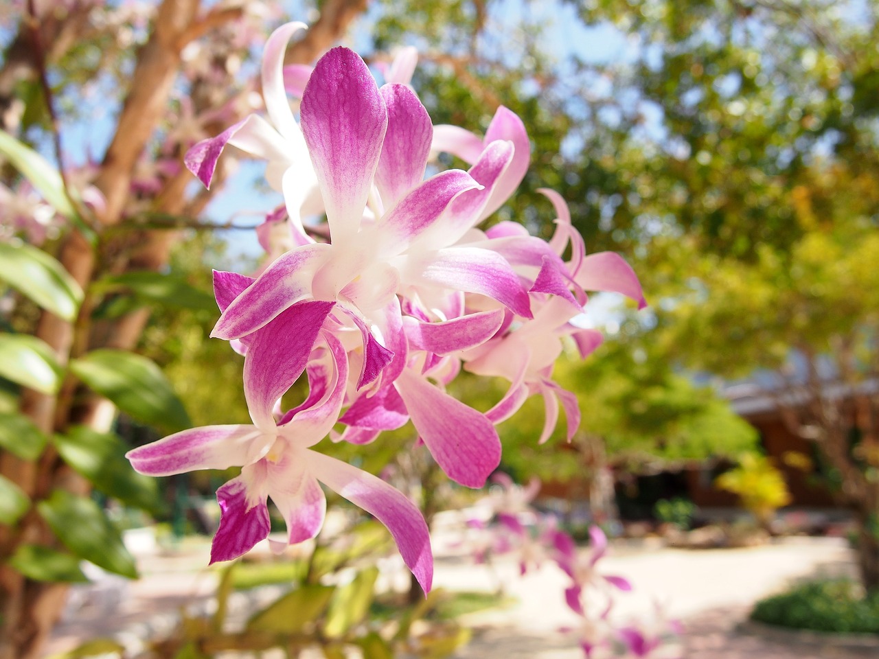 flowers orchid tree free photo