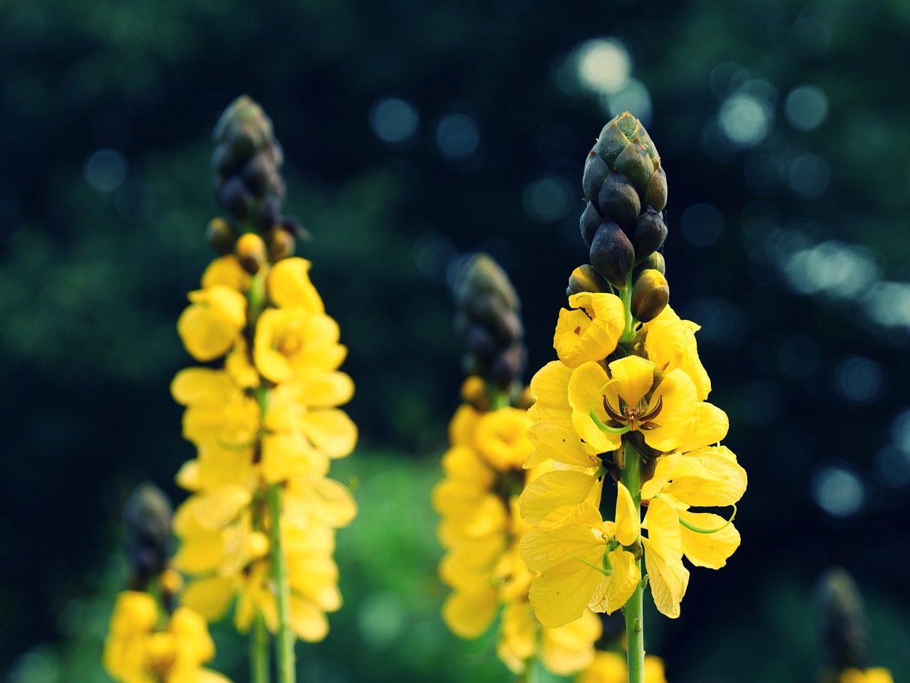 flowers yellow nature free photo