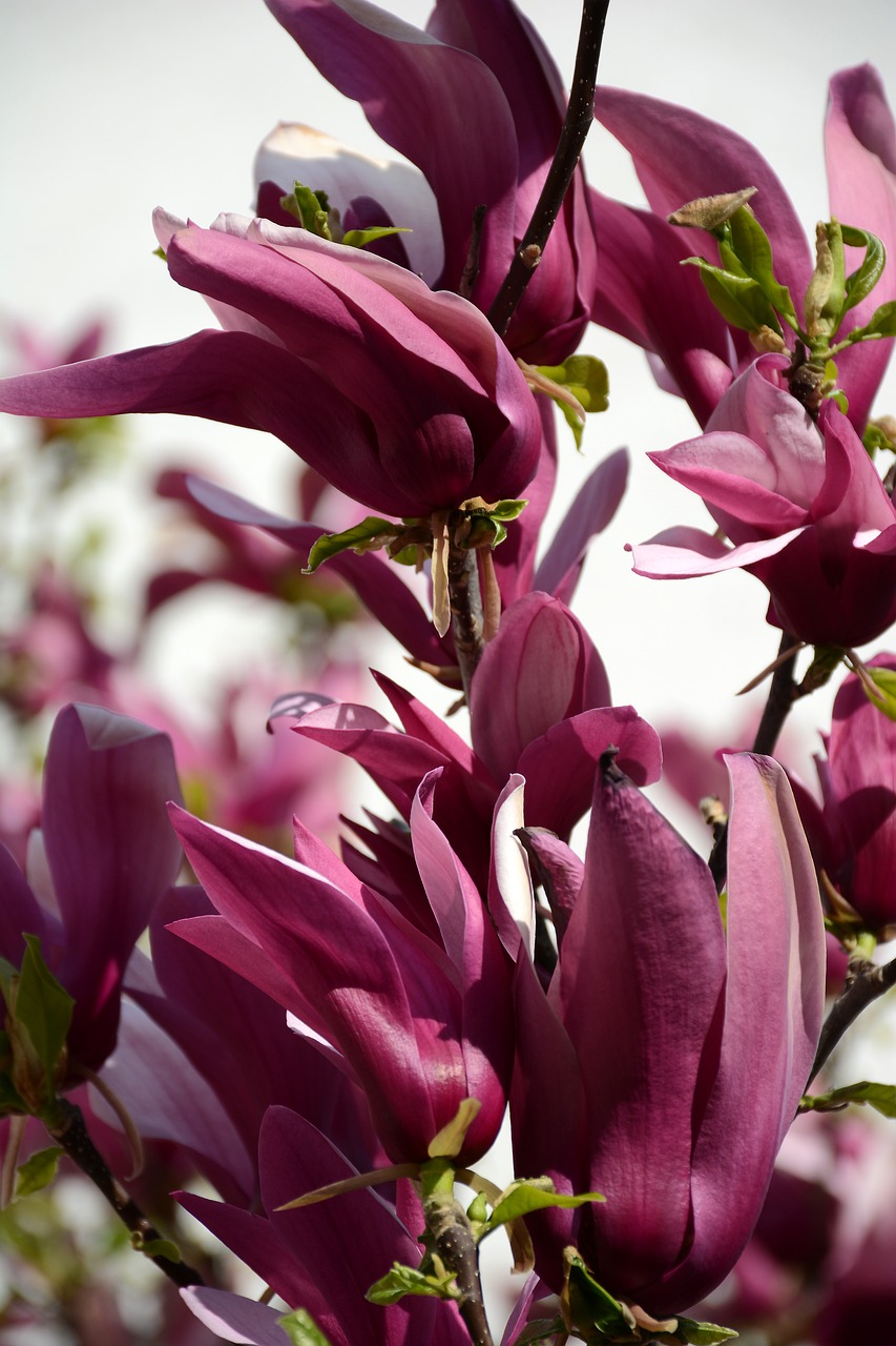 flowers spring red flower free photo