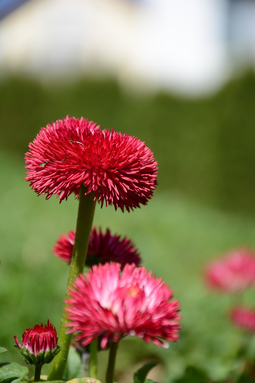 flowers red flower green free photo