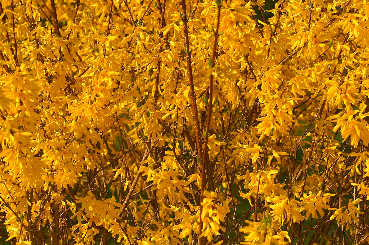 flowers yellow yellow flowers free photo