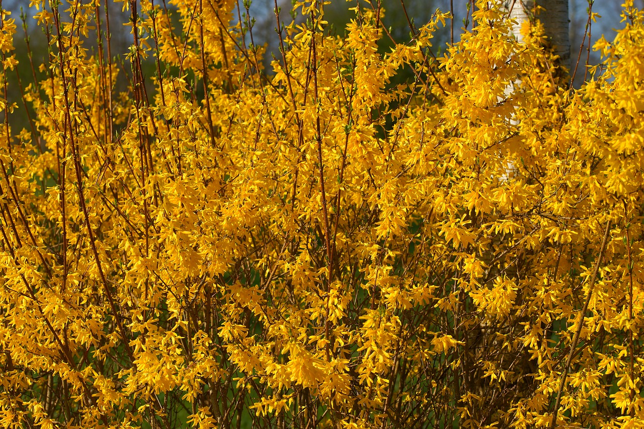 flowers yellow yellow flowers free photo