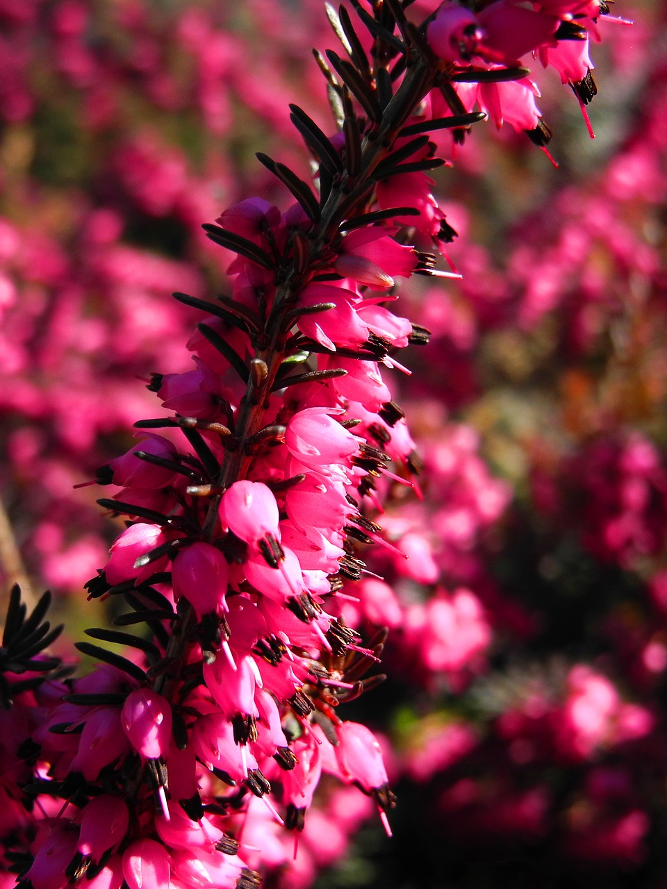 flowers purple purple flowers free photo