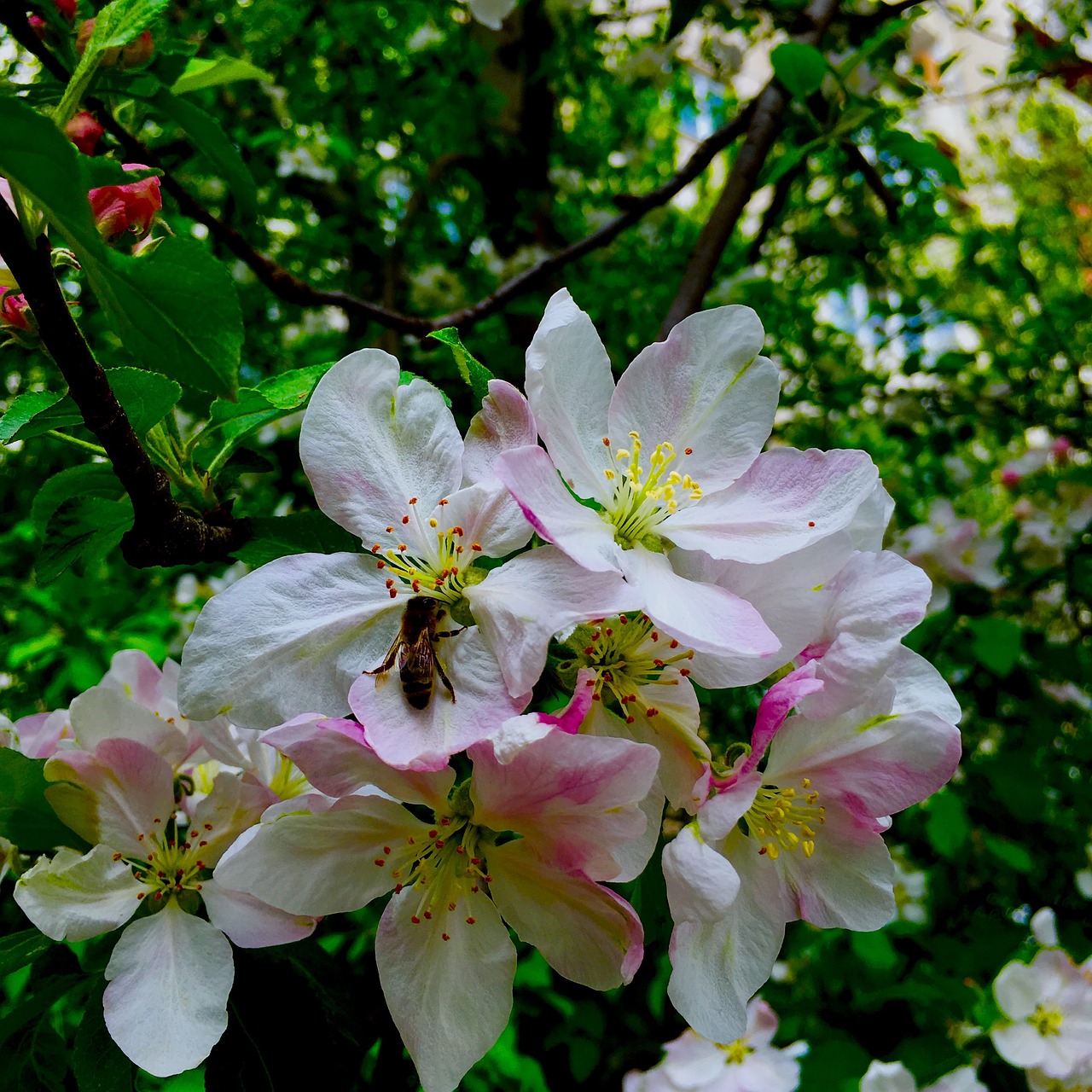 flowers spring bee free photo