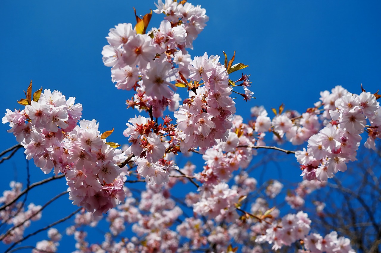 flowers spring japanese cherry blossom free photo