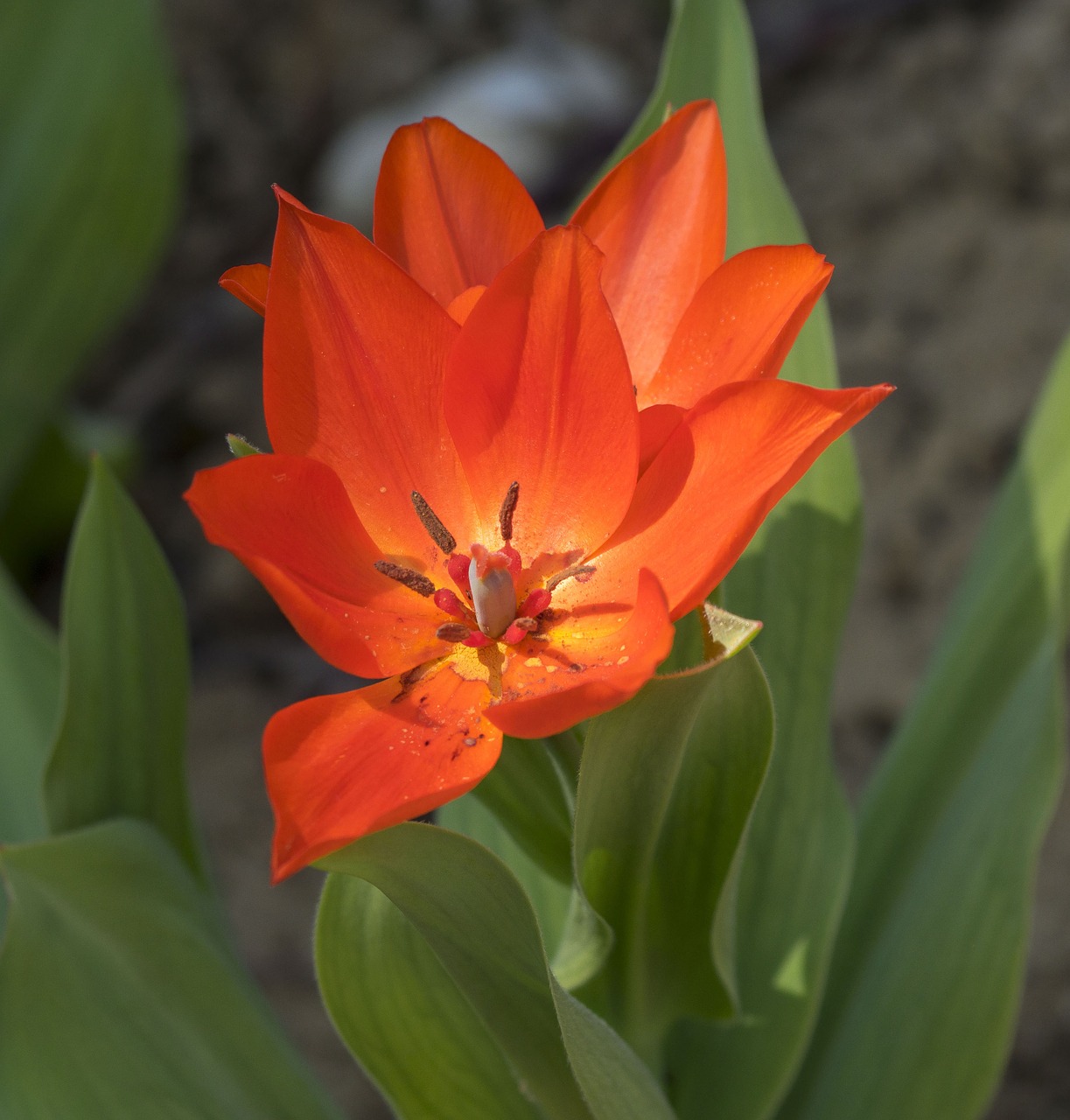 flowers tulips spring free photo