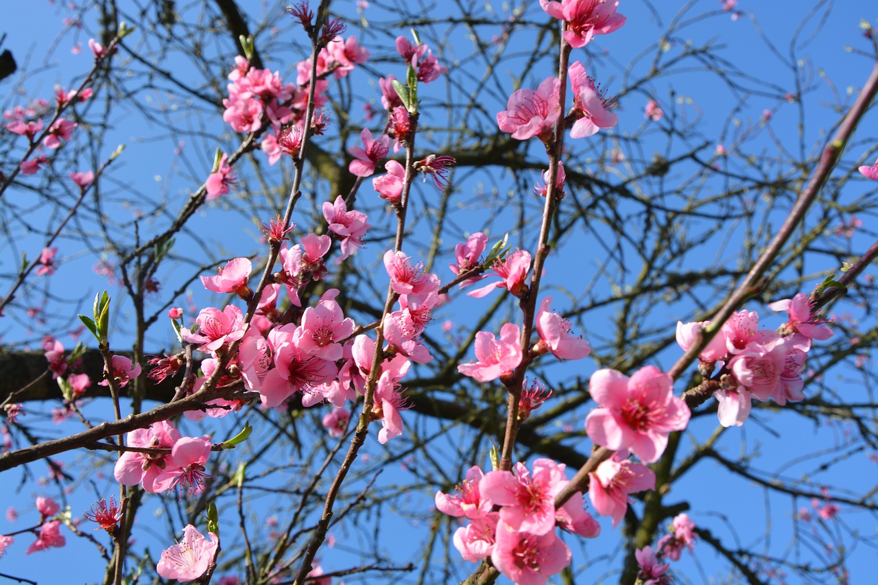 flowers spring color pink free photo