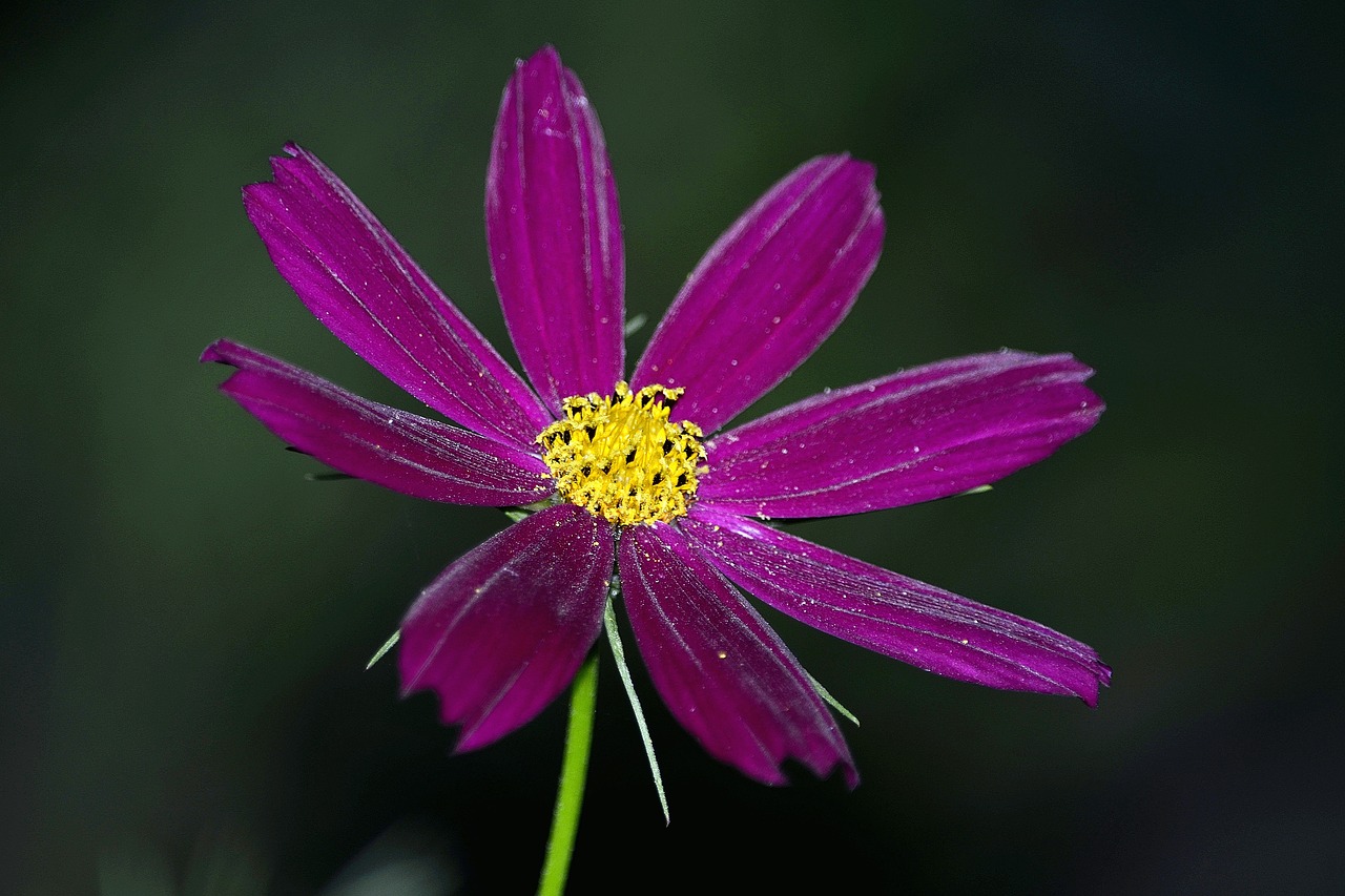 flowers summer macro free photo