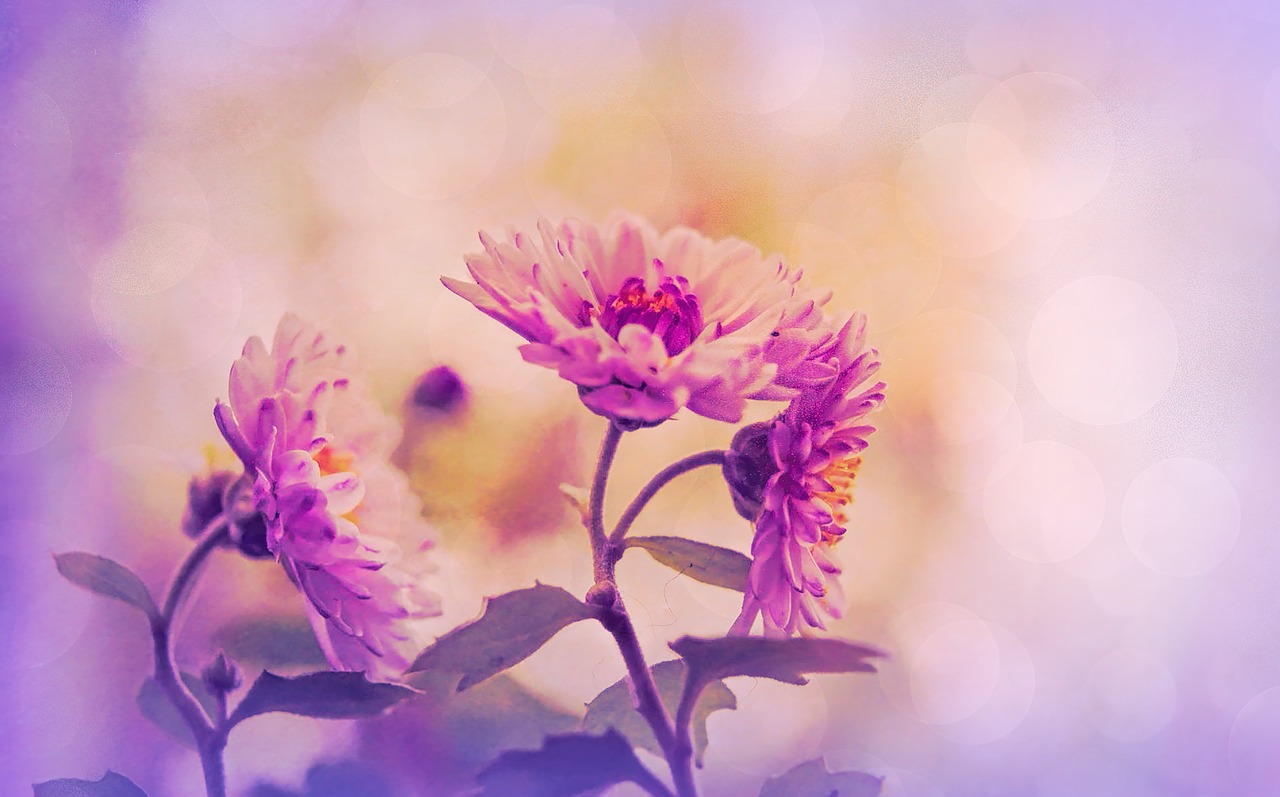 flowers floral lavender free photo