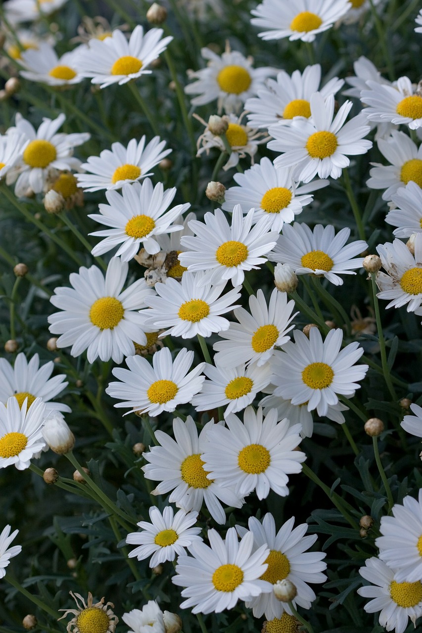 flowers flower daisy free photo