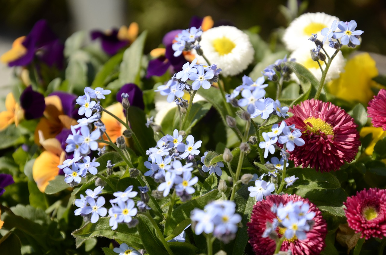 flowers bellis forget me not free photo