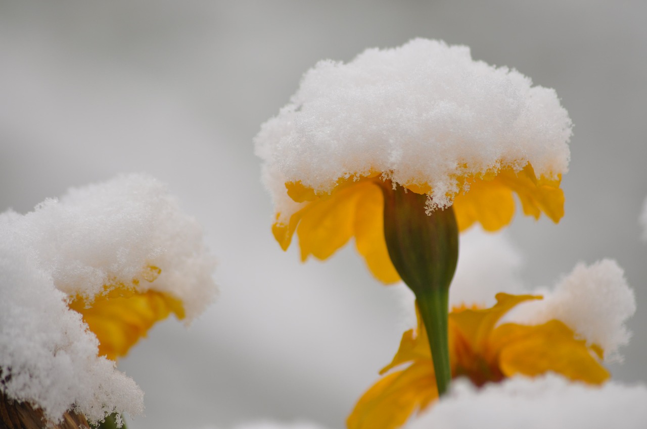 flowers snow summer free photo