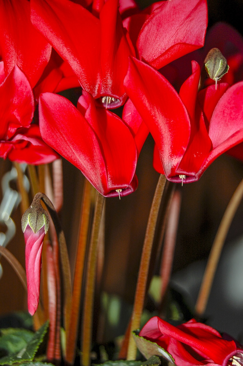 flowers red nature free photo