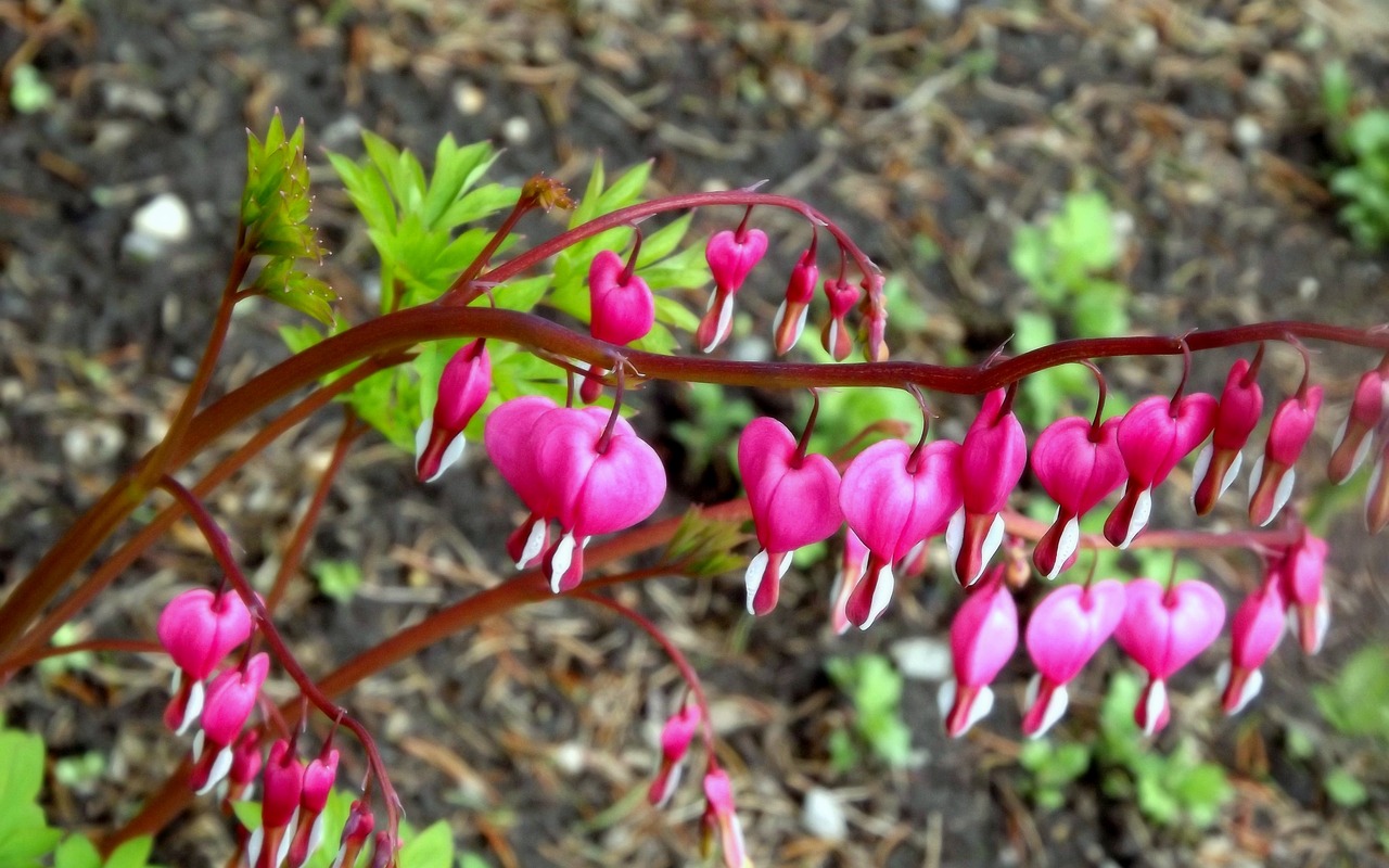 flowers hearts plant a garden free photo