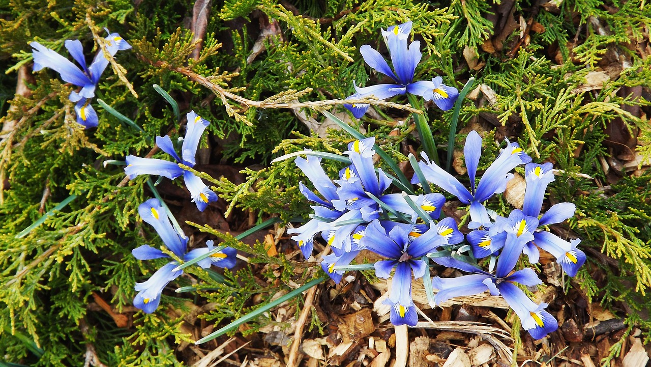 flowers spring irises free photo