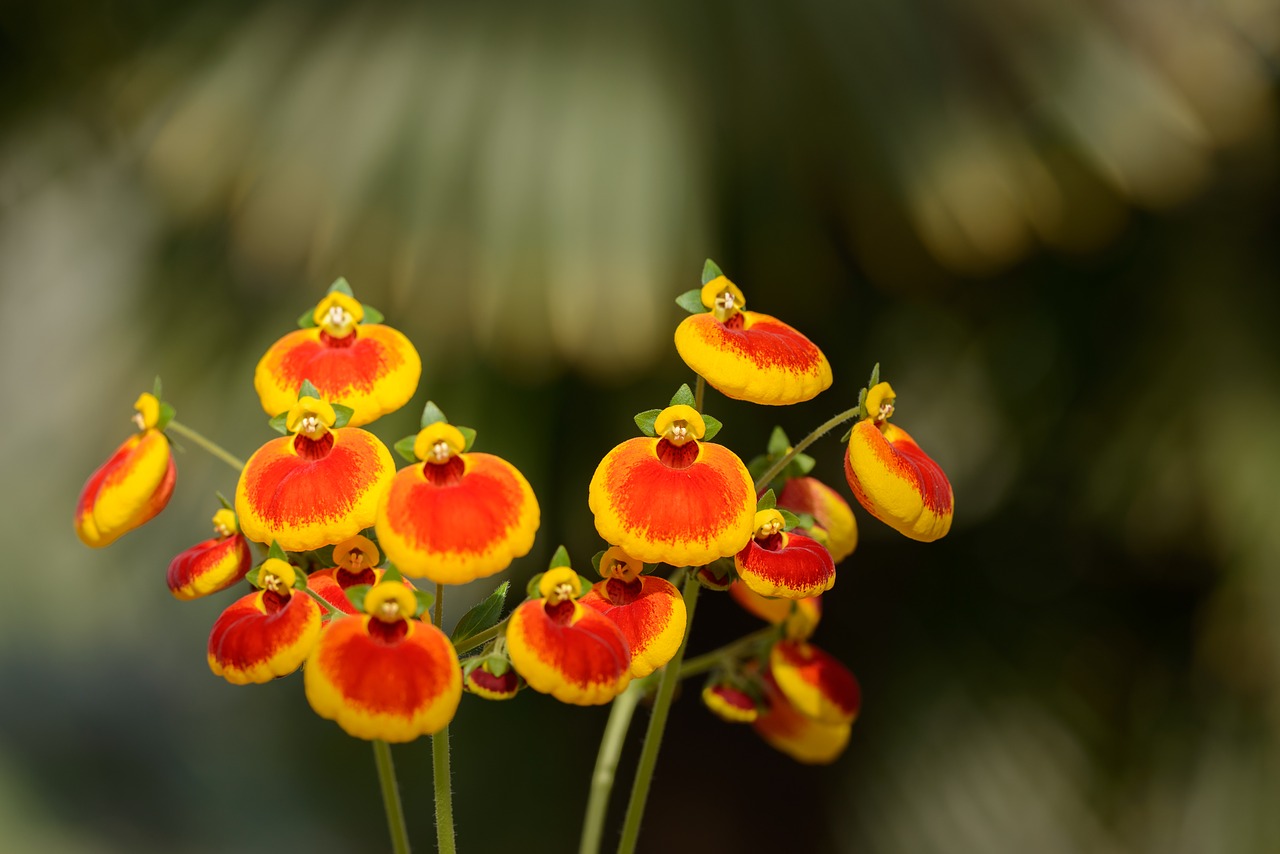 flowers red yellow free photo