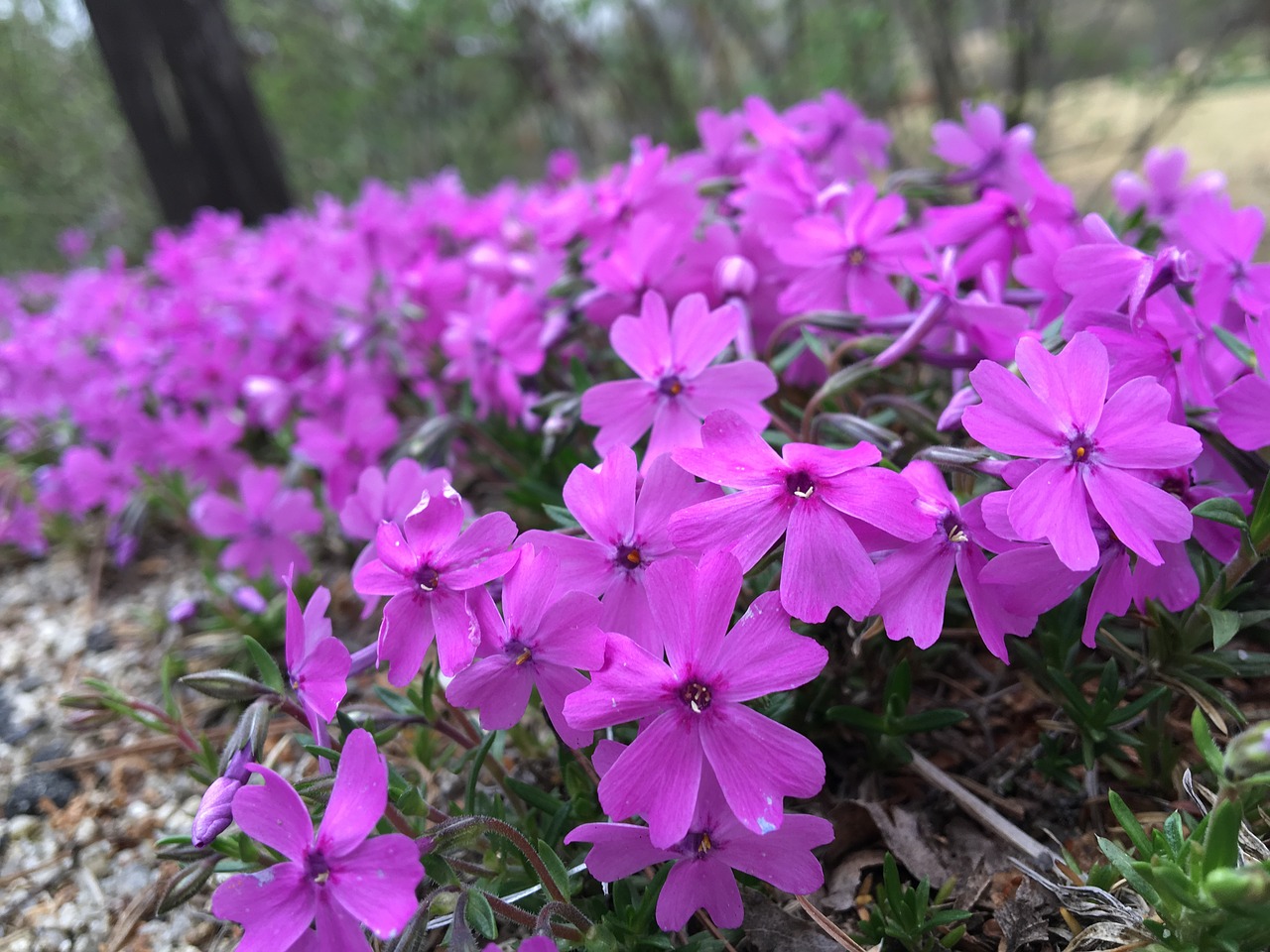 flowers spring flowers plants free photo