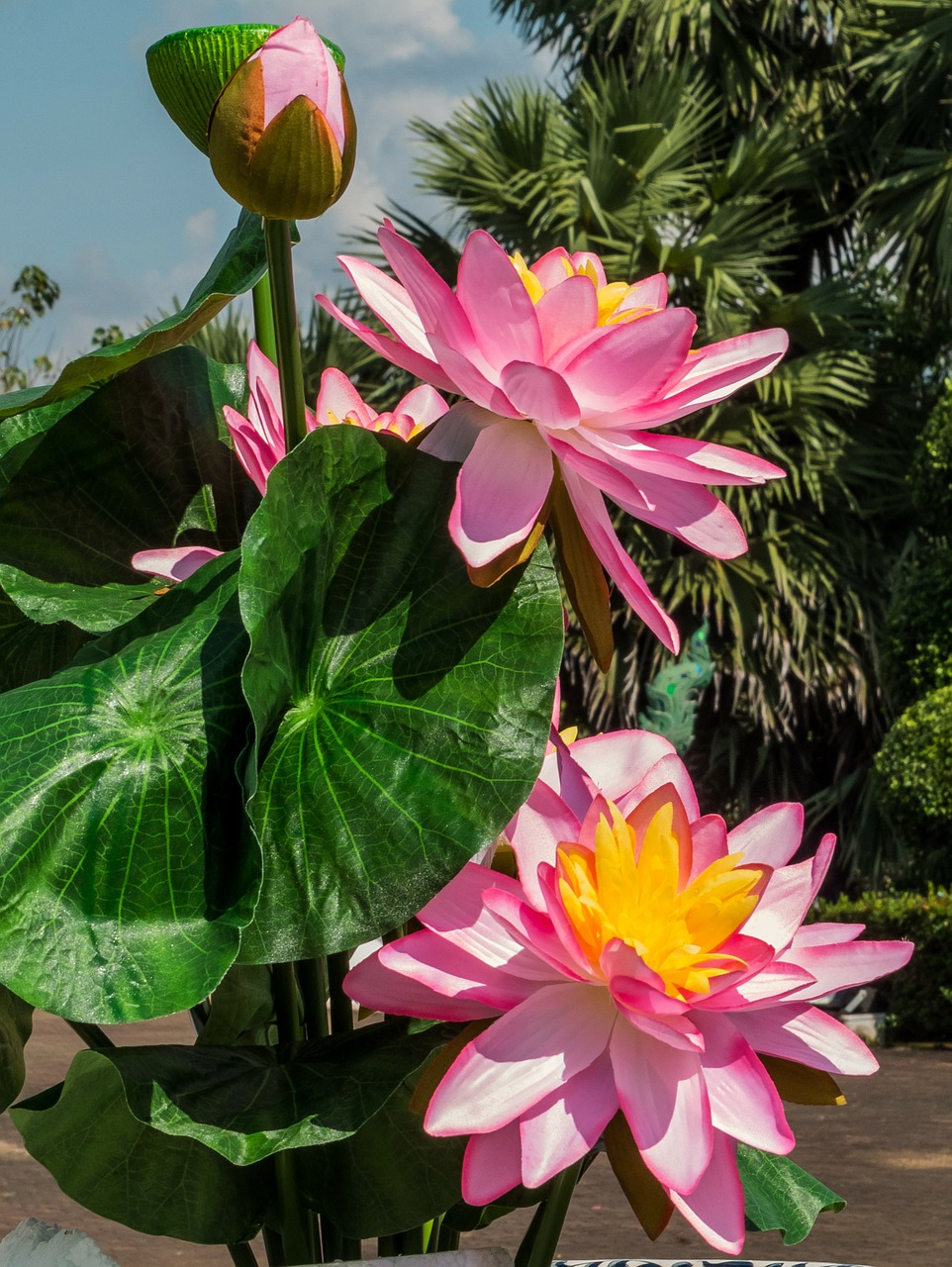 flowers lotus pink free photo