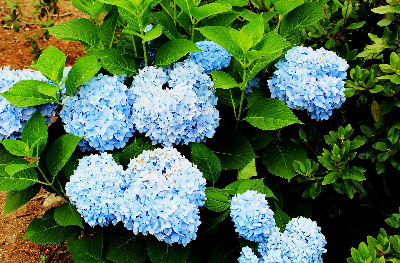 flowers hydrangeas blue free photo