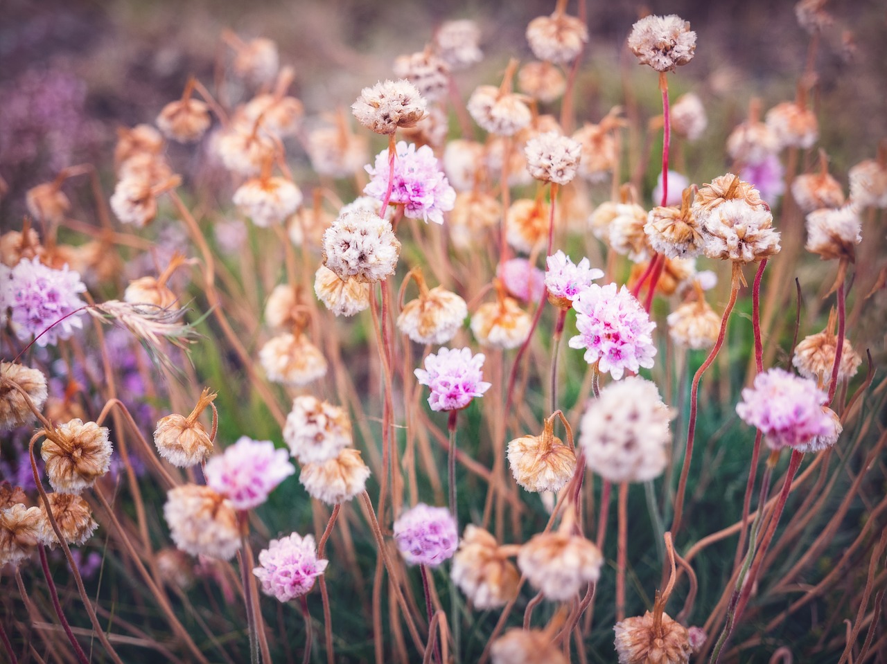 flowers bloom meadow free photo