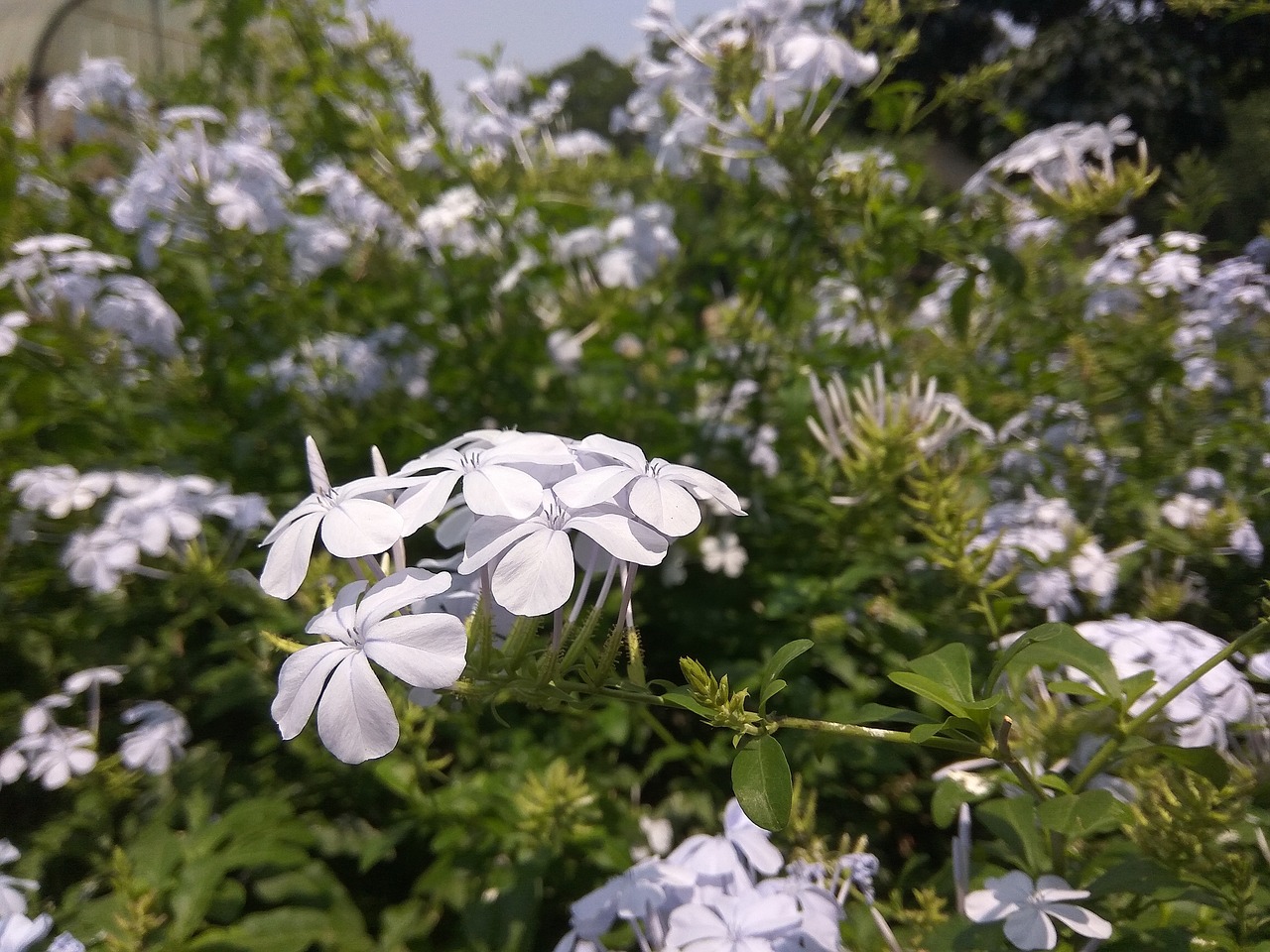 flowers garden purple free photo