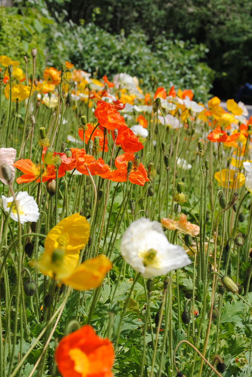 flowers spring prato free photo