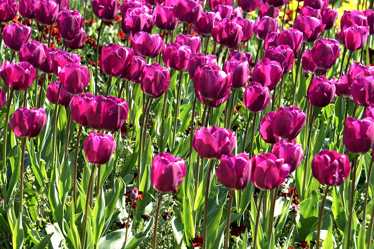 flowers tulip spring free photo