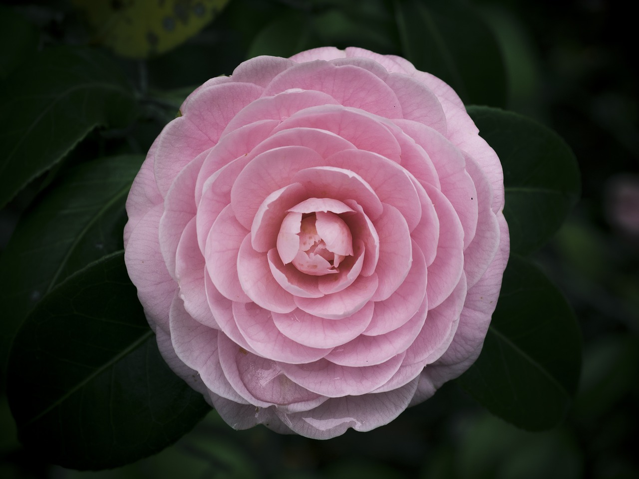 flowers 姫椿 camellia free photo